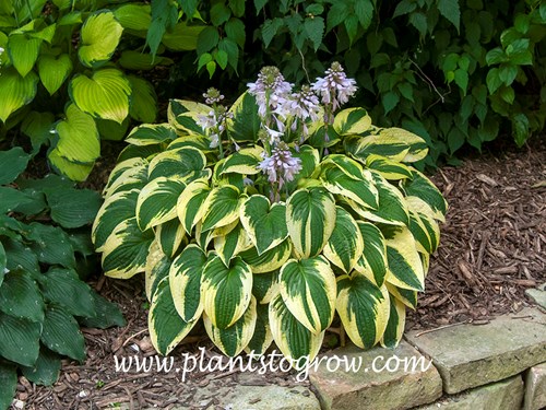 Hosta Honeysong